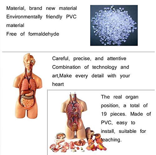 Amazon.co.jp: 人体模型体幹55 Cm内臓解剖医学解剖、医学訓練身体解剖
